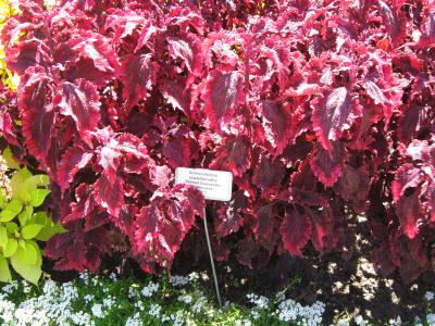 Coleus foliage with bright pink and purple colored leaves.