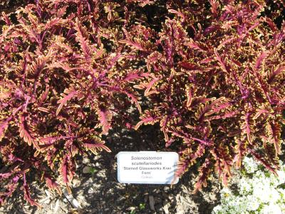 Colorful Coleus foliage with jagged, green and bright pink leaves.