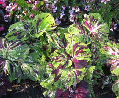 Coleus foliage with large, green, pink, and purple leaves.