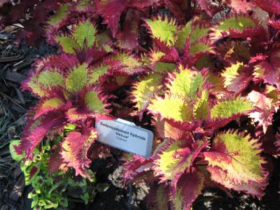 Colorful coleus foliage with bright green and pink-tipped leaves.