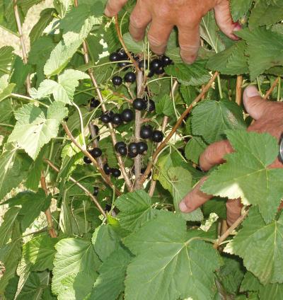 clusters of Black Currant berries