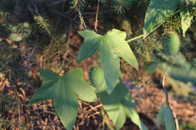 A prickly, cucumber-shaped fruit growing from a green vine on a spruce tree.