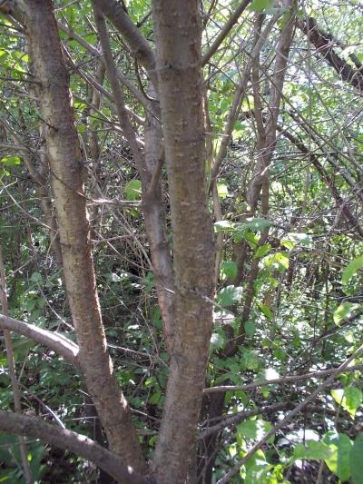 showing the bark of the Buckthorn
