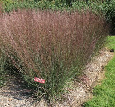 A planting of tall, green and blue grass with red tips.