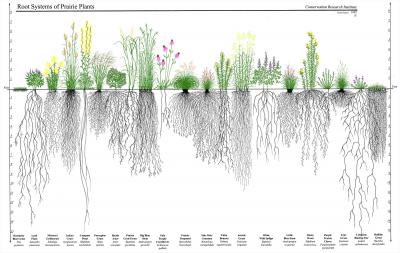 A diagram of plant roots with varying depths