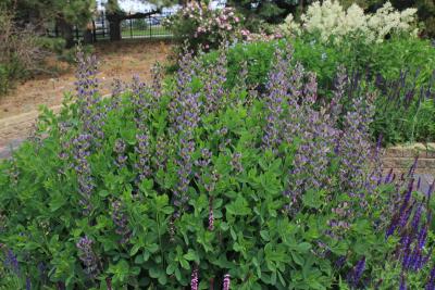 a lush cluster of long-stemmed purple flowers