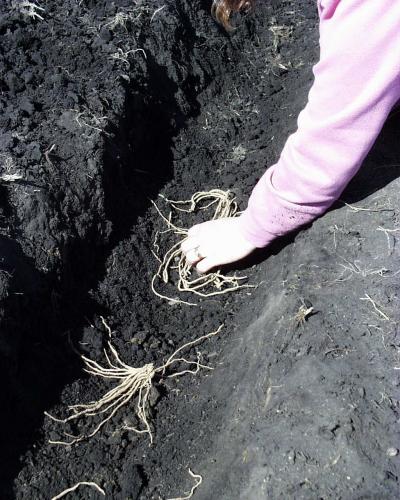 asparagus crowns being laid out in a trench
