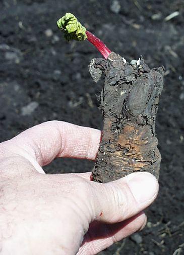 a young buding rhubarb plant being held by the root
