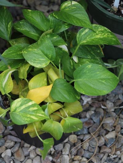 A potted vine-like plant with yellowing leaves developing