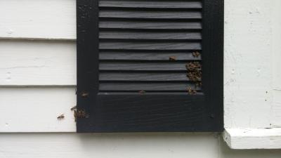 wasps building a nest on the shutter of a house