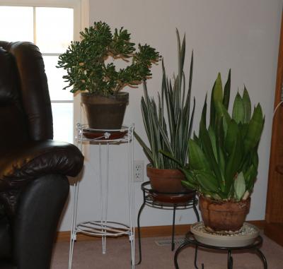 three green plants sitting on stands