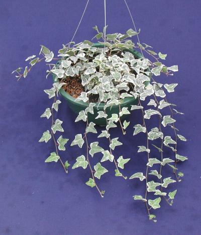 a plant with white and green leaves