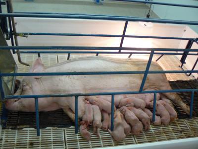 A sow laying on her side inside a stall with several piglets feeding from her.