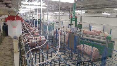 Several rows of sow pens in a swine facility.