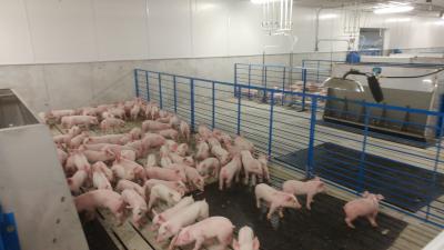 A group of young swine in an open pen.
