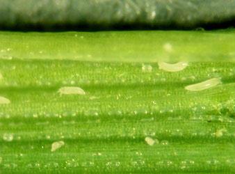 small light green mites on a green stem