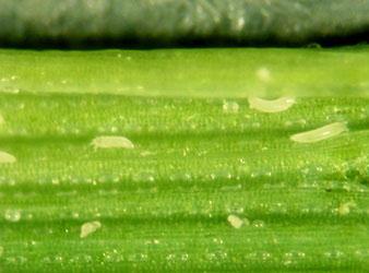 small light green mites on a green stem