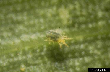 a dark green mite on a green plant