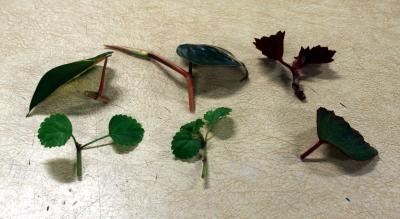 several green stems and leaves cut from plants