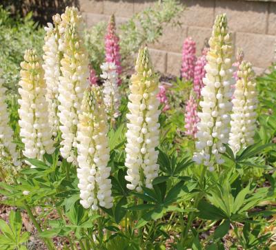 A green plant with spire-like white and pink flowers.