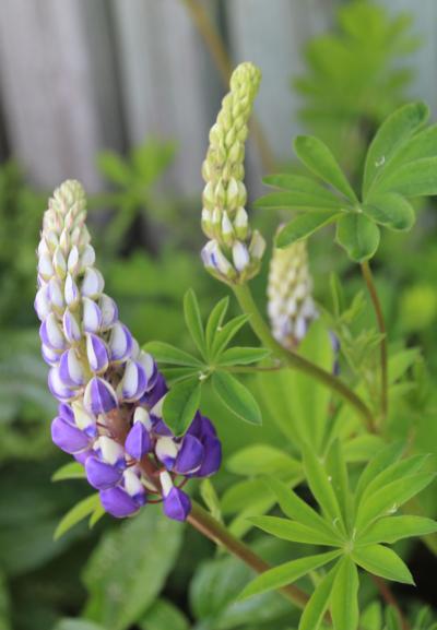 A green plant with spire-like white and purple flowers.