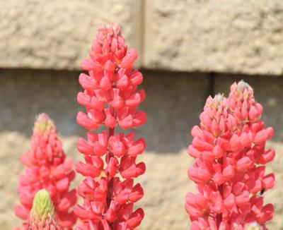 Spire-like bright red flowers.