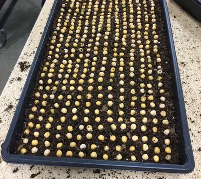 A black tray filled with soil and rows of white seeds.