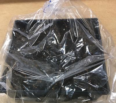 A plant tray inside a clear plastic bag.