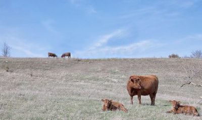 cattle grazing early spring pasture