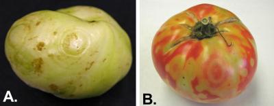 Two side-by-side pictures of tomato spotted wilt virus symptoms on fruit. The left one is labeled A. The right is labeled B.
