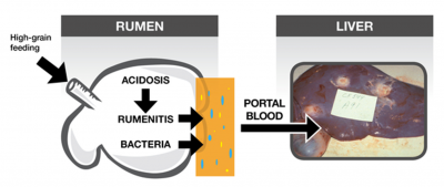 Liver abscesse diagram. Call Warren Rusche at 605-688-5452 for more information.