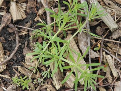 green weed with textured palmately compound leaves