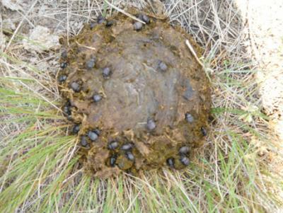 several black beetles burrowing into a pile of brown dung
