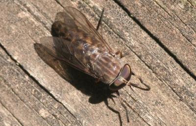 brown speckled fly resting on a wooden plank