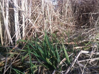 patch of reed canary grass in pasture