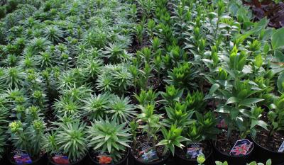 variety of potted lilies at garden center