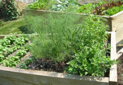 raised garden bunker with variety of plants inside