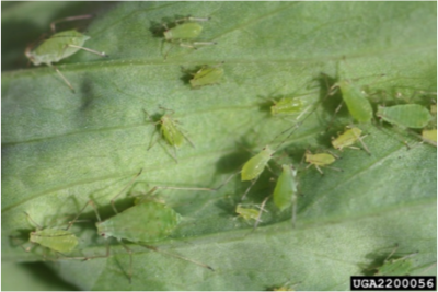 Several small green insects on a plant leaf.