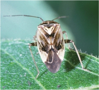 Brown insect on green plant leaf.