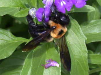 Fuzzy, black and yellow bee on purple flower.