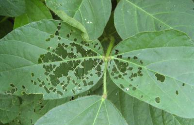 soybean leaf with many small holes throughout