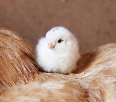 a young, white chick resting atop a mother hen