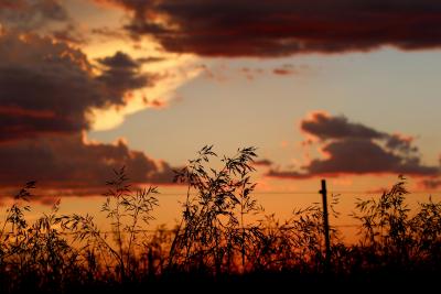 silhouette of rangeland plants against a sunset
