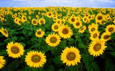 filed of sunflowers in bloom