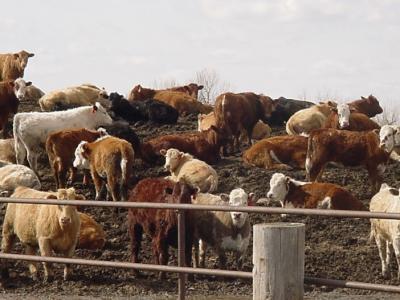 herd of mixed cattle on a muddy mound in a feedlot