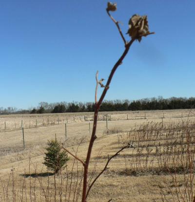brown red raspberry can with a single dead flower head