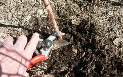 hand with a pruning shear cutting a raspberry cane near the ground.