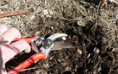 pruned raspberry cane. the can is cut to ground level.