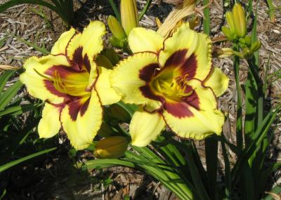 a lily plant with large yellow to burgundy flowers