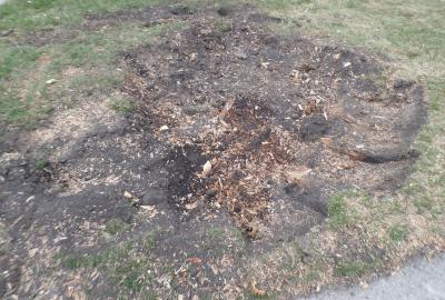 stump that has been ground to mulch by a professional stump removal service
